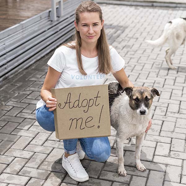 Tierheimsponsoring als Lösung für Versorgungslücken im Tierschutzsystem