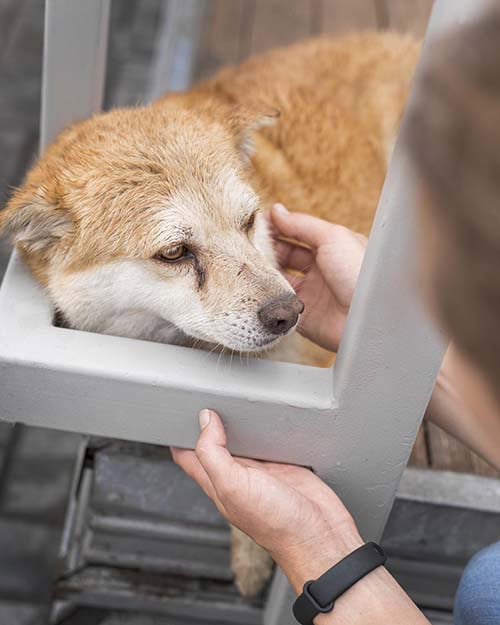 Tierheimsponsoring als Lösung für Versorgungslücken im Tierschutzsystem